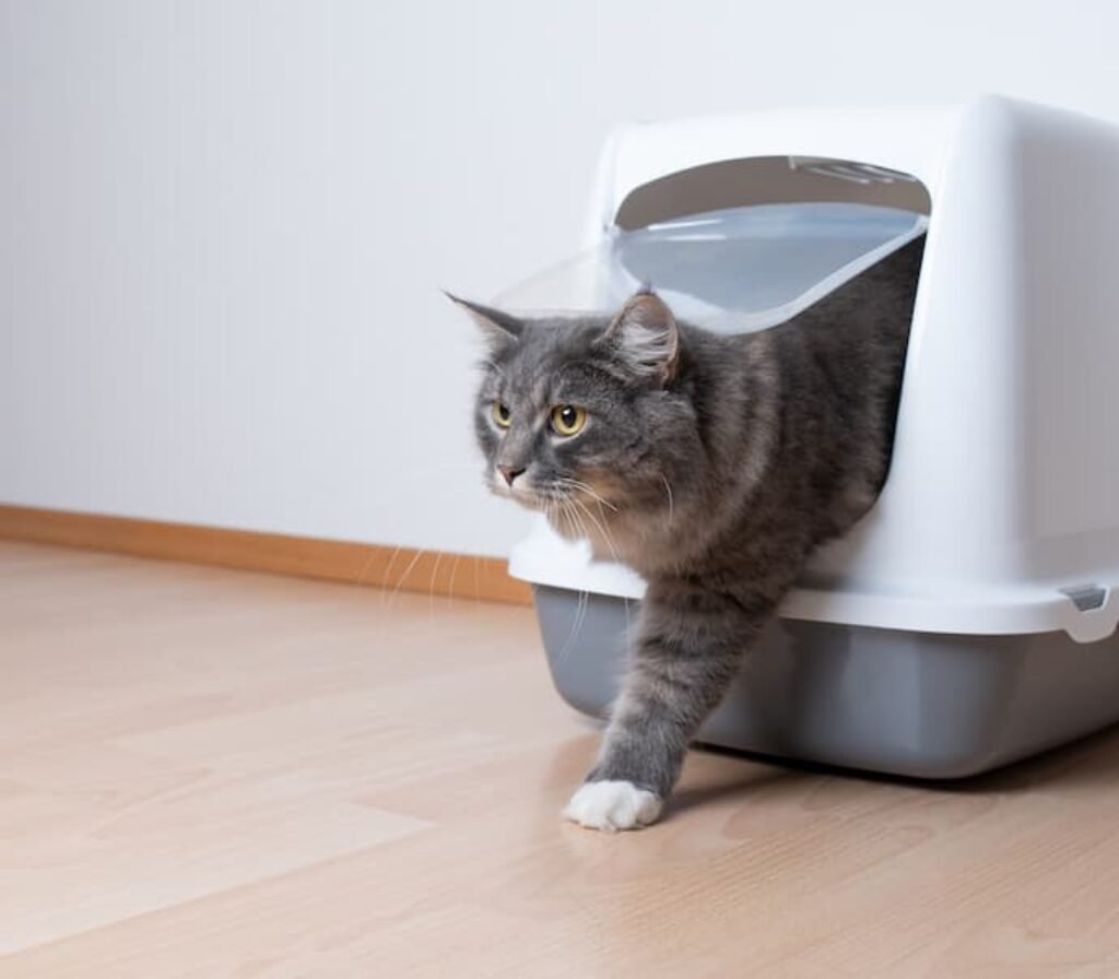 Um gato saindo pela porta da frente de uma caixa de transporte.