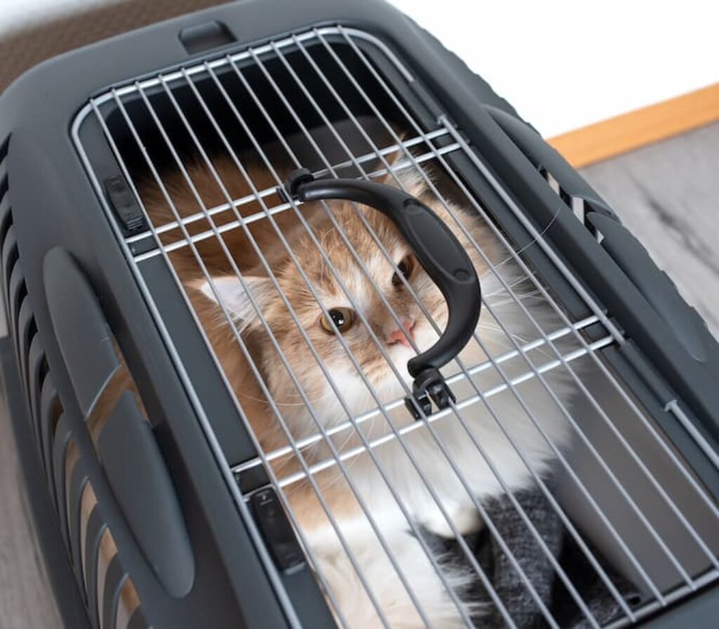Um gato de 5kg em uma caixa de transporte.