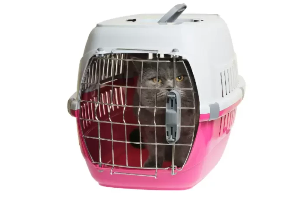 Um gato dentro de uma das melhores caixas de transporte para gato.