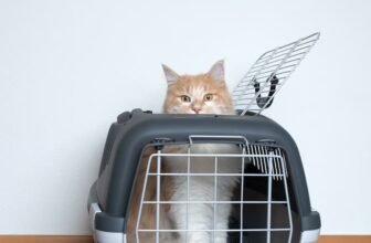Um gato saindo de uma melhor caixa de transporte.