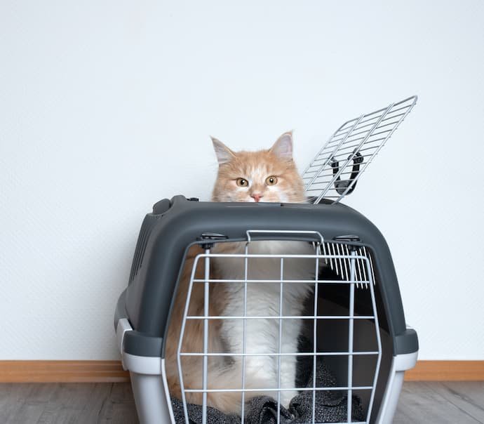 Um gato saindo de uma melhor caixa de transporte.