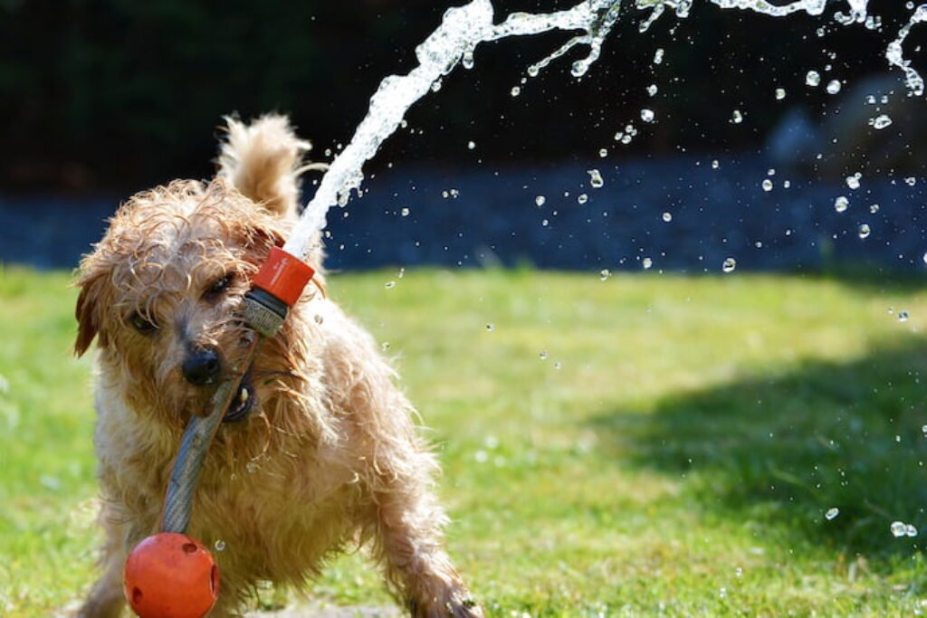 Cachorro brincando com mangueira.