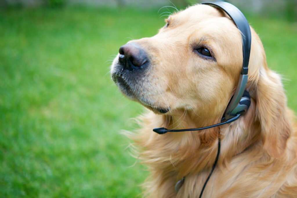 Cachorro com um fone de ouvido.