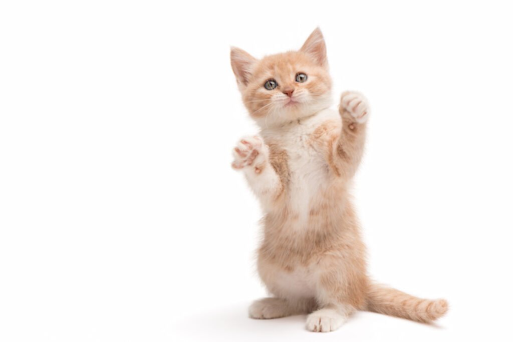 Gato em fundo branco com as patas para cima.