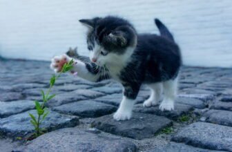 Gato brincando com uma flor.