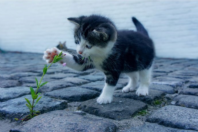 Gato brincando com uma flor.