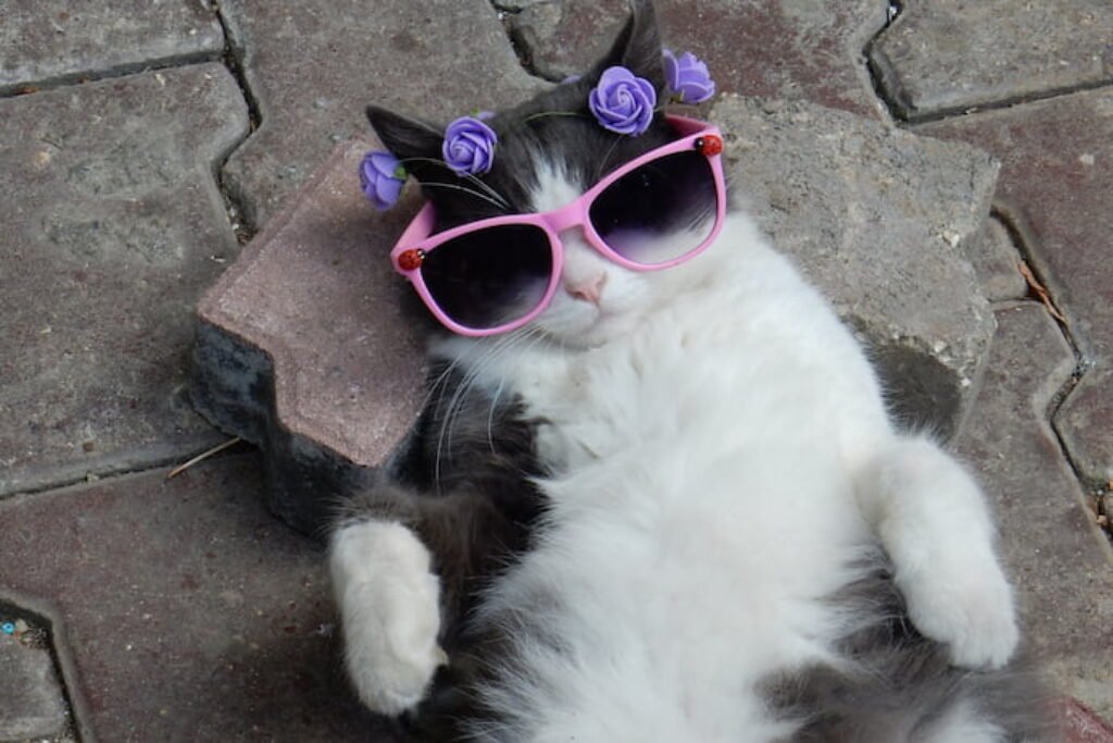 Gato de óculos rosa.