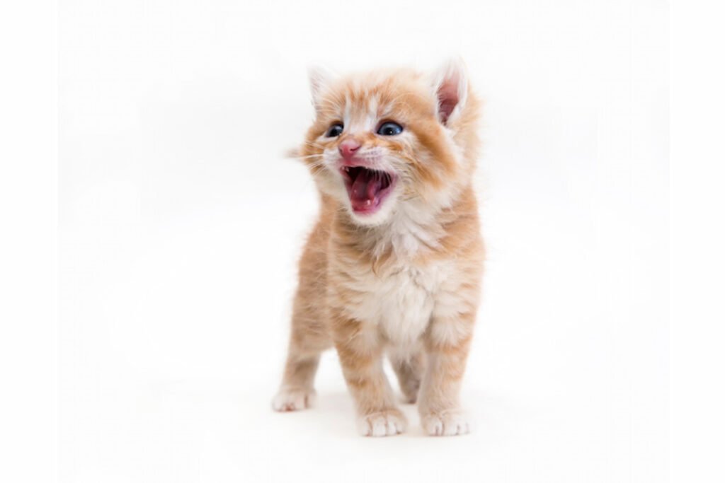Filhote de gato miando.