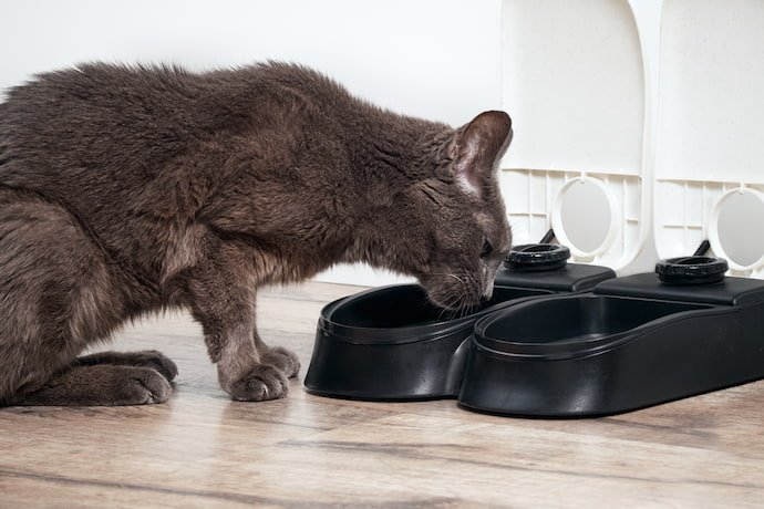 Gato comendo ração no comedouro.
