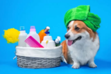Melhor Shampoo para Cachorro de 2025: Com Dermatite, Com Alergia na Pele, Entre Outros