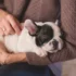 Melhor Shampoo para Cachorro de 2025: Com Dermatite, Com Alergia na Pele, Entre Outros