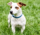 Melhor Coleira Antipulgas de 2025: Seresto, World, Leevre, Vaponex, Scalibor, Entre Outras