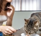 Melhores Sachês para Gatos de 2025: Castrados, Filhotes, Adultos, Idosos, Whiskas e Mais