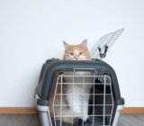Qual a Melhor Caixa de Transporte para Gatos de 2025?